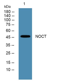 NOCT rabbit pAb Antibody