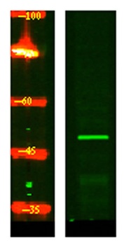 CRLF3 rabbit pAb Antibody