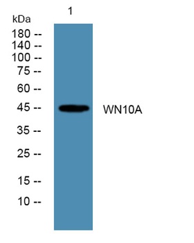 WN10A rabbit pAb Antibody