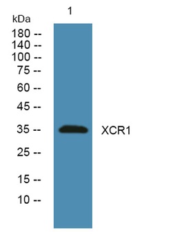 XCR1 rabbit pAb Antibody