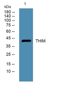 THIM rabbit pAb Antibody