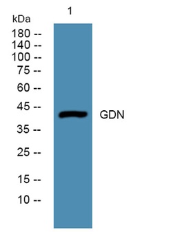 GDN rabbit pAb Antibody