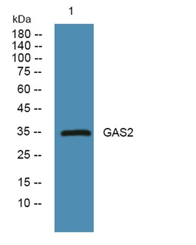 GAS2 rabbit pAb Antibody