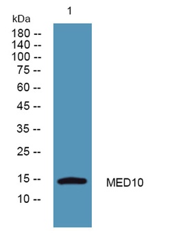 MED10 rabbit pAb Antibody
