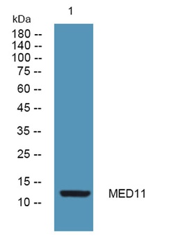 MED11 rabbit pAb Antibody