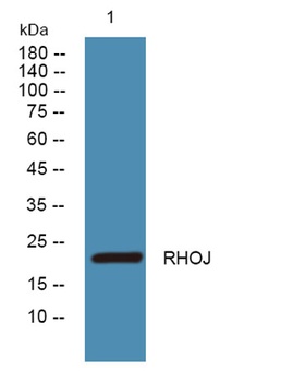 RHOJ rabbit pAb Antibody