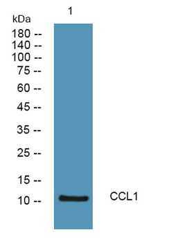 CCL1 rabbit pAb Antibody