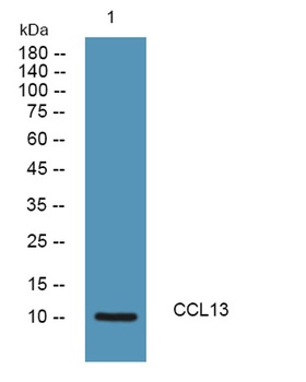 CCL13 rabbit pAb Antibody