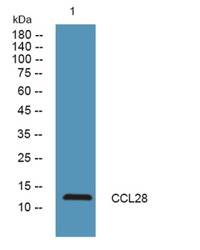 CCL28 rabbit pAb Antibody
