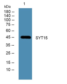 SYT15 rabbit pAb Antibody