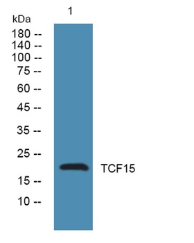 TCF15 rabbit pAb Antibody