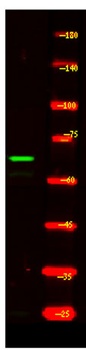 CCNK rabbit pAb Antibody