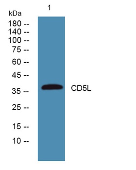 CD5L rabbit pAb Antibody