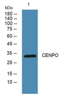 CENPO rabbit pAb Antibody