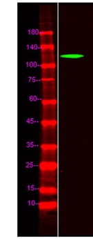 FOG1 rabbit pAb Antibody
