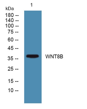 WNT8B rabbit pAb Antibody