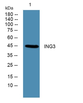 ING3 rabbit pAb Antibody