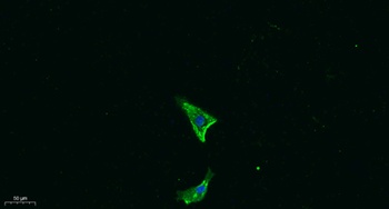 IL18 rabbit pAb Antibody