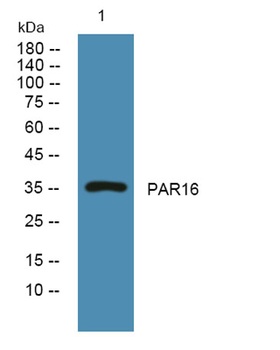 PAR16 rabbit pAb Antibody