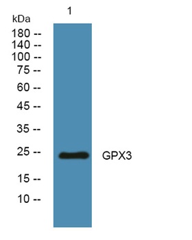 GPX3 rabbit pAb Antibody