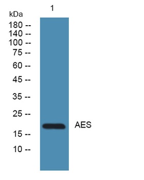AES rabbit pAb Antibody