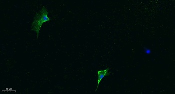 Iba1 rabbit pAb Antibody