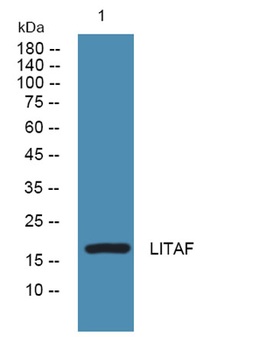 LITAF rabbit pAb Antibody