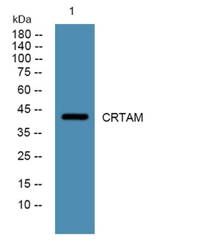 CRTAM rabbit pAb Antibody