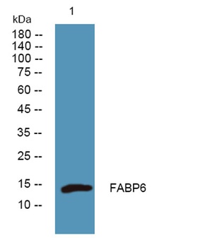 FABP6 rabbit pAb Antibody