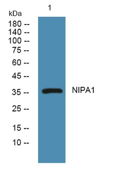 NIPA1 rabbit pAb Antibody