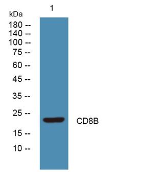 CD8B rabbit pAb Antibody