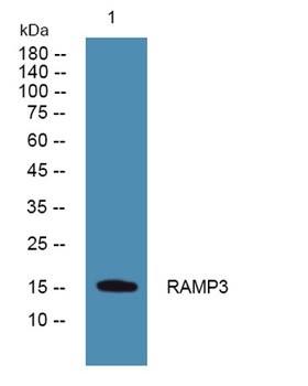 RAMP3 rabbit pAb Antibody