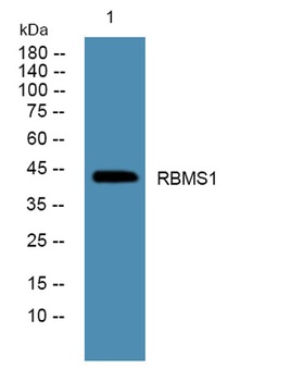 RBMS1 rabbit pAb Antibody