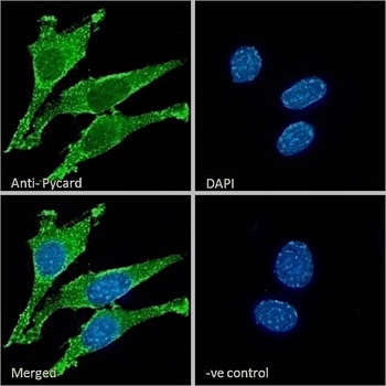 Pycard (rodent) Antibody