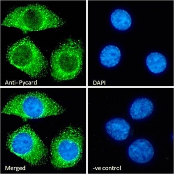 Pycard (rodent) Antibody