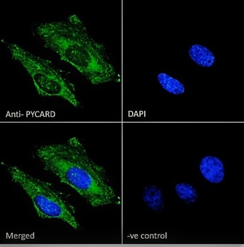 Pycard (rodent) Antibody