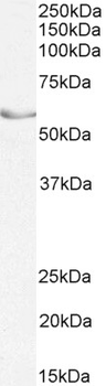 NR5A2/LRH1 Antibody