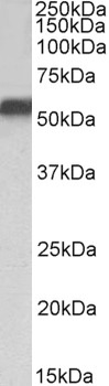 NR5A2/LRH1 Antibody
