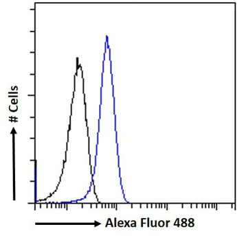 NOS1 Antibody