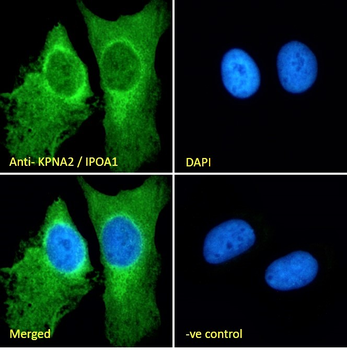 KPNA2/IPOA1 Antibody