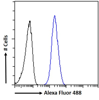 Goat anti-AIBZIP / CREB3L4 Antibody