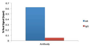 Androgen Receptor Antibody
