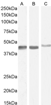 Smooth muscle alpha-actin Antibody