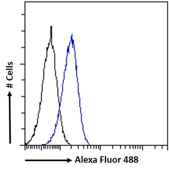 DKK1 Antibody