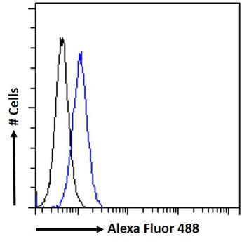 AKT3 Antibody