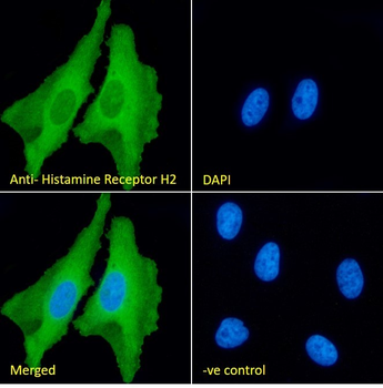 Histamine Receptor H2 Antibody