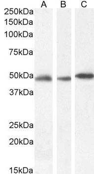 GFAP Antibody