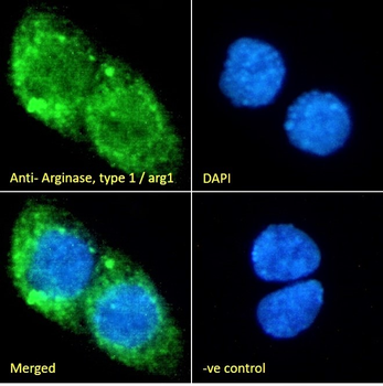 Goat anti-Arginase, type 1 / arg1(rat) Antibody
