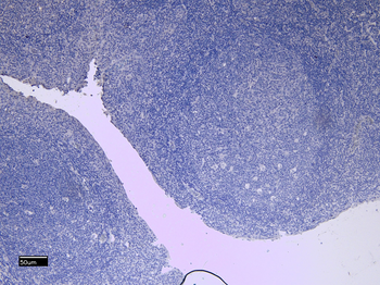 Goat anti-ITGAM / CD11B Antibody