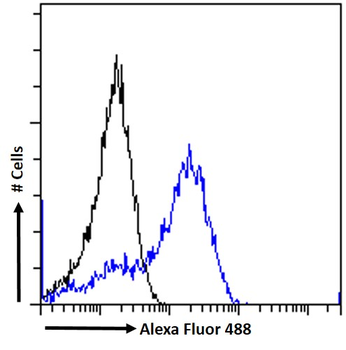 NOVA1 Antibody